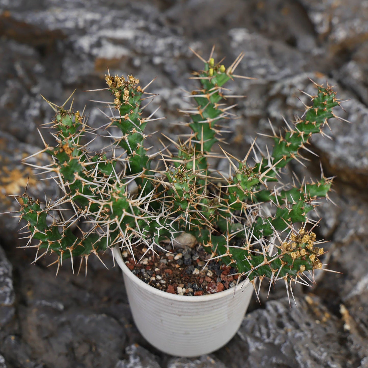 Euphorbia cylindrica
