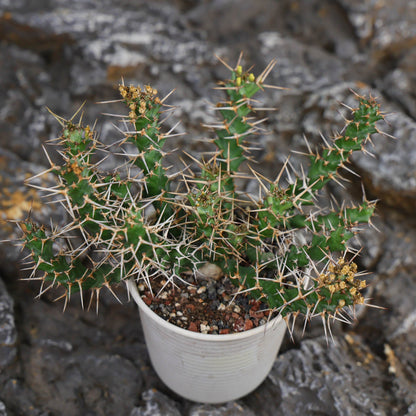 Euphorbia cylindrica