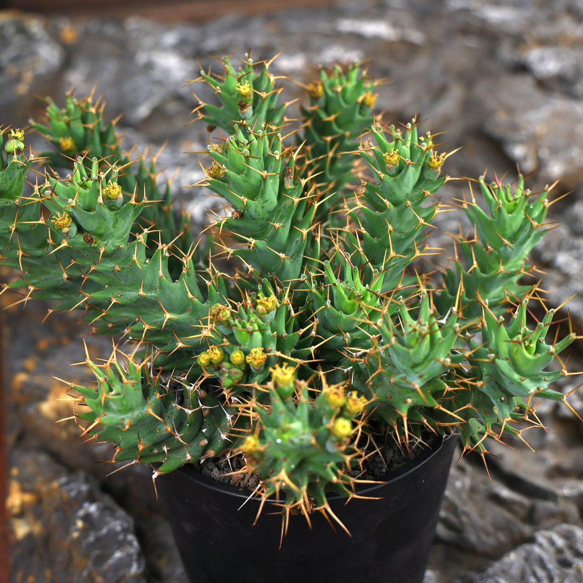 Euphorbia tortirama Seeds — Euphorbia — 2026 seed listing — 1 Seed — image 2: plant specimen shown as a reference for this seed listing