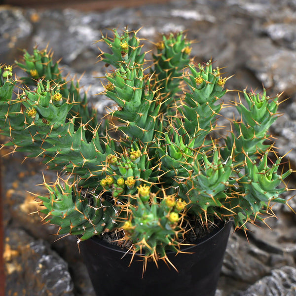 Euphorbia tortirama Seeds — Euphorbia — 2026 seed listing — 1 Seed — image 2: plant specimen shown as a reference for this seed listing