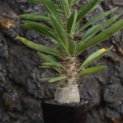 Pachypodium leallii