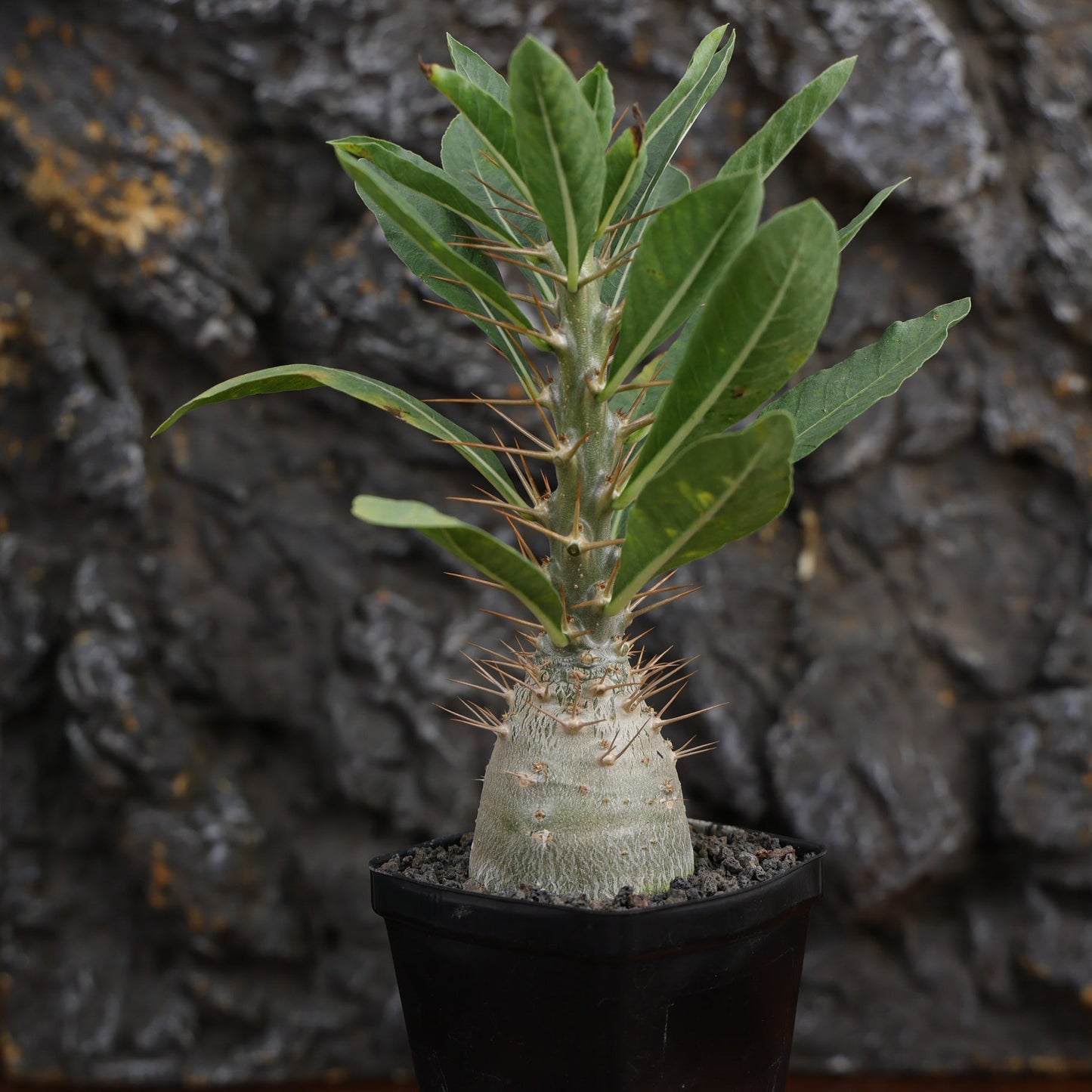 Pachypodium leallii