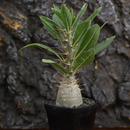 Pachypodium leallii