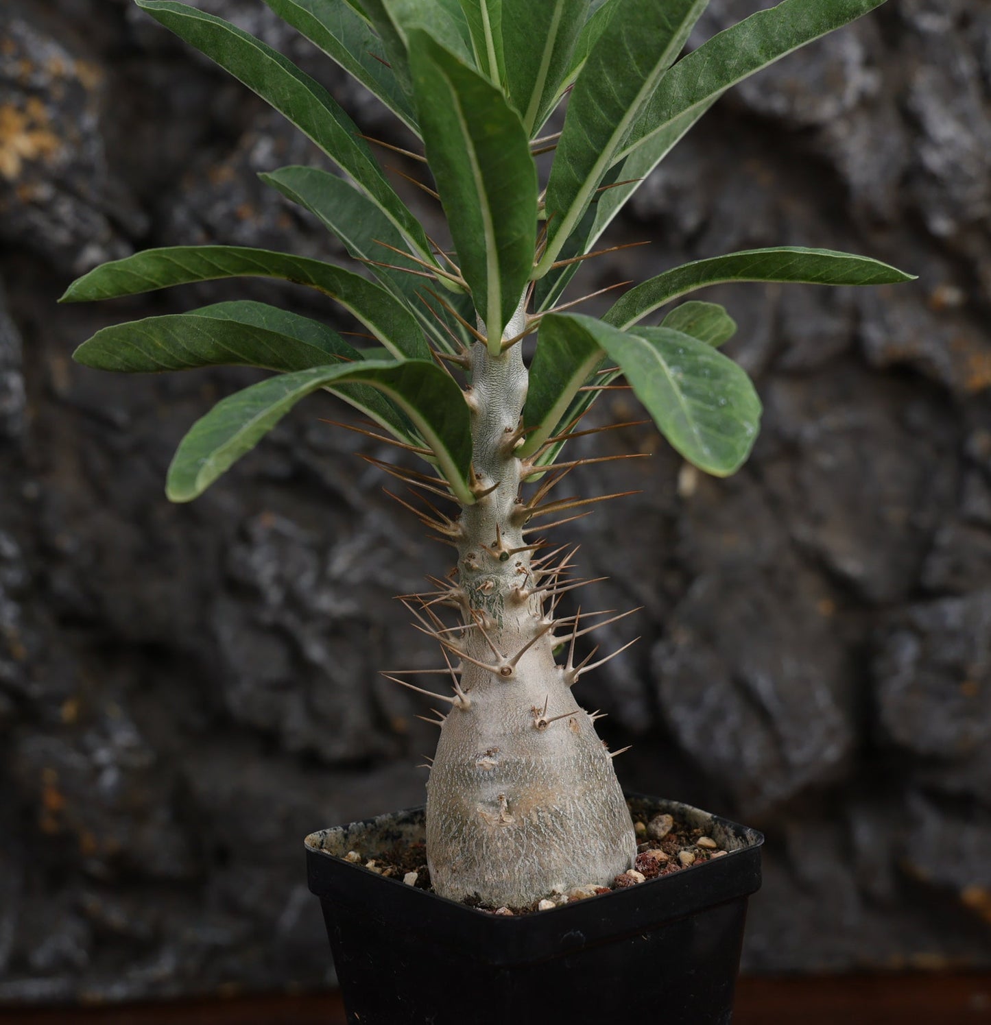 Pachypodium leallii
