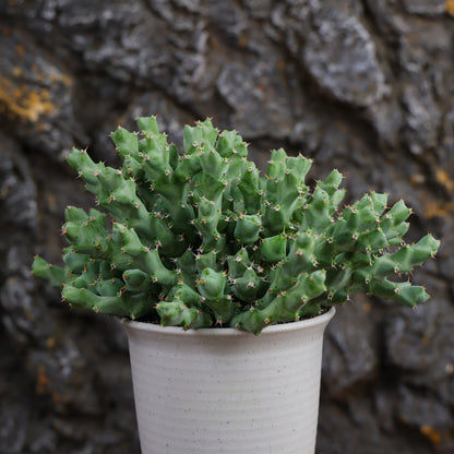 Euphorbia clivicola