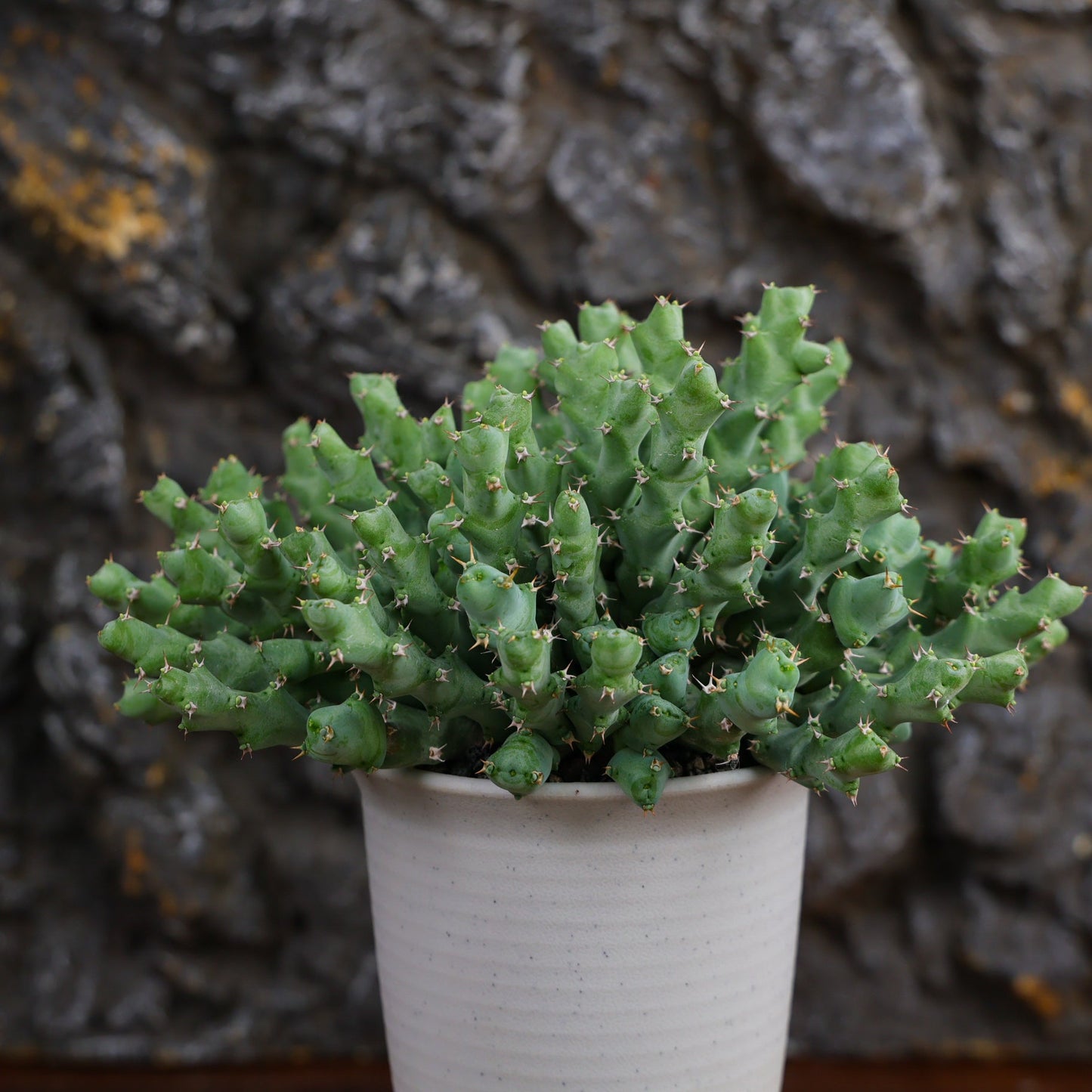 Euphorbia clivicola