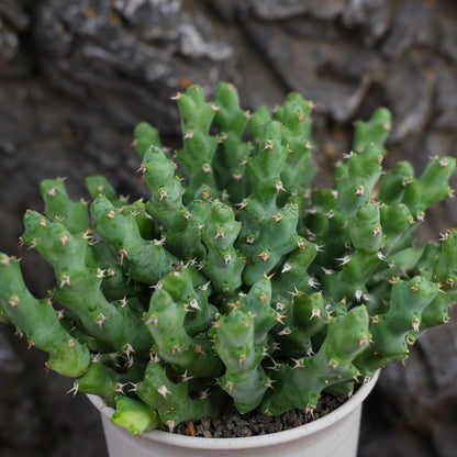 Euphorbia clivicola