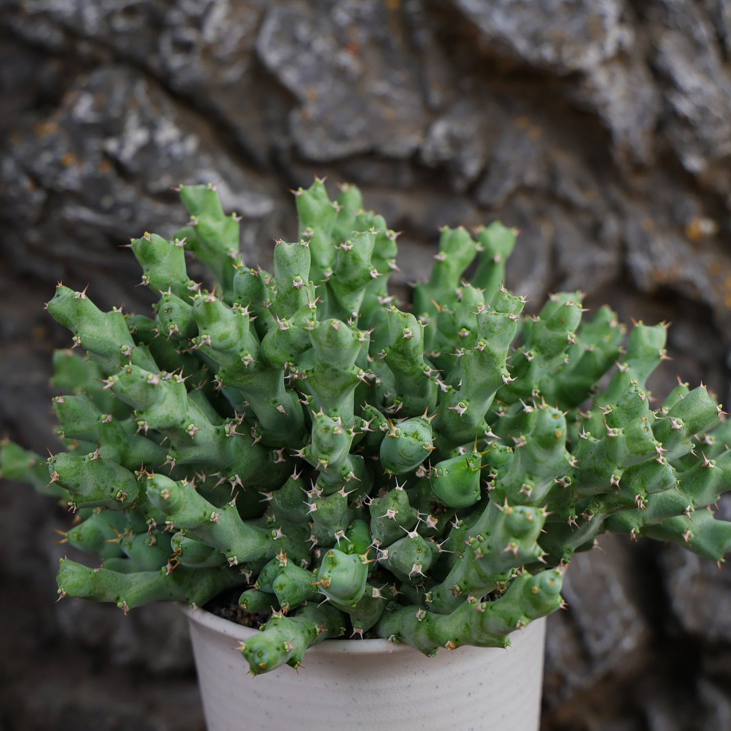 Euphorbia clivicola