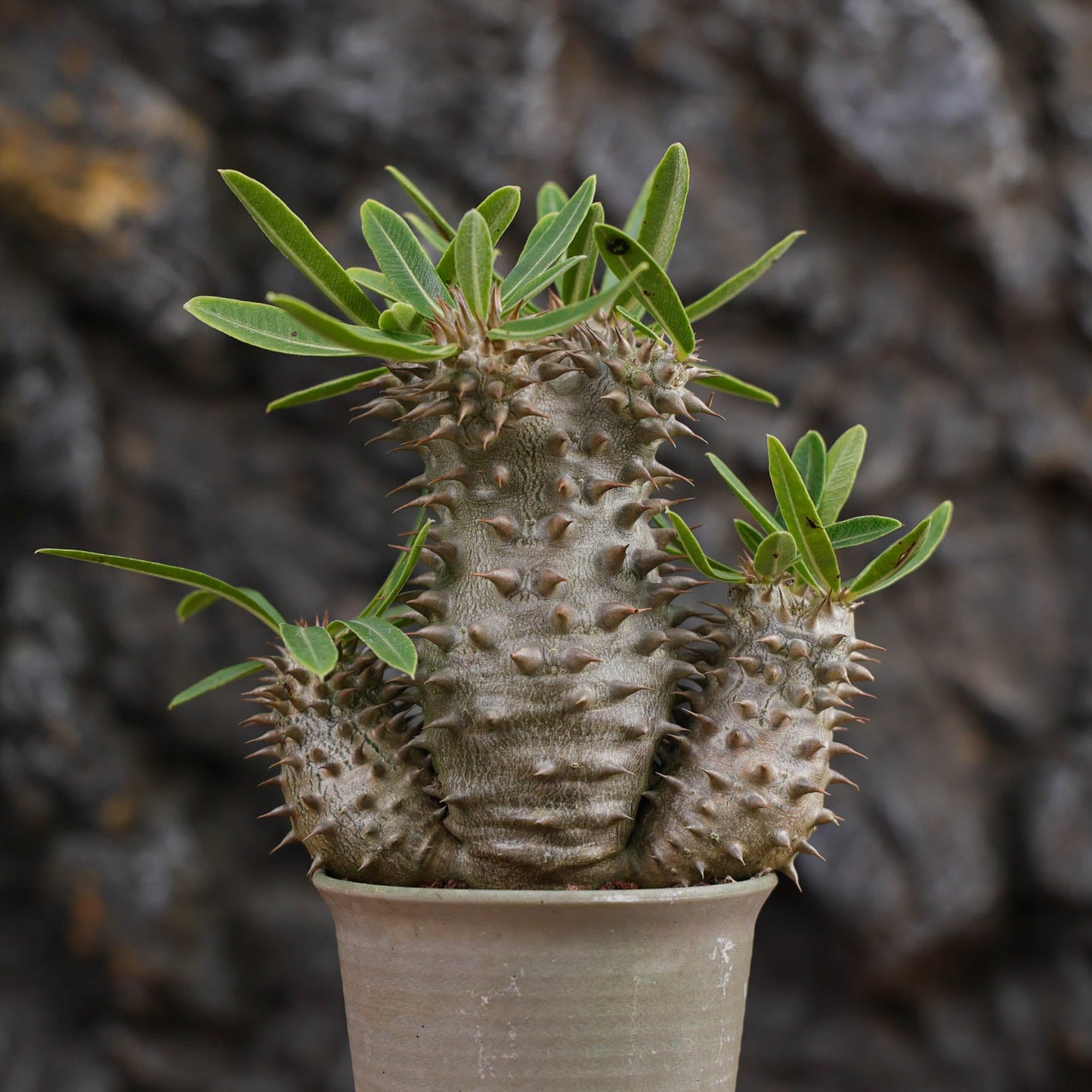 Pachypodium densiflorum