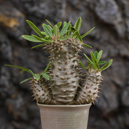 Pachypodium densiflorum
