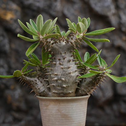 Pachypodium densiflorum