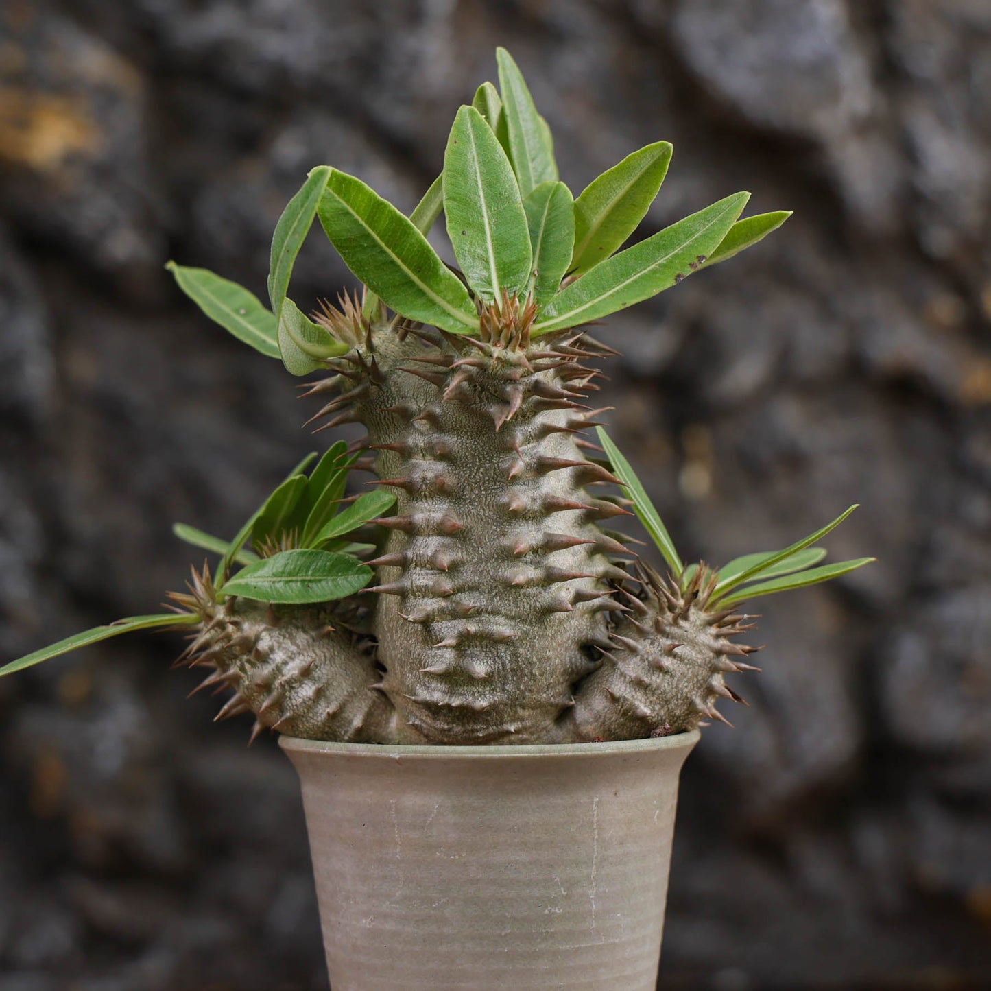Pachypodium densiflorum