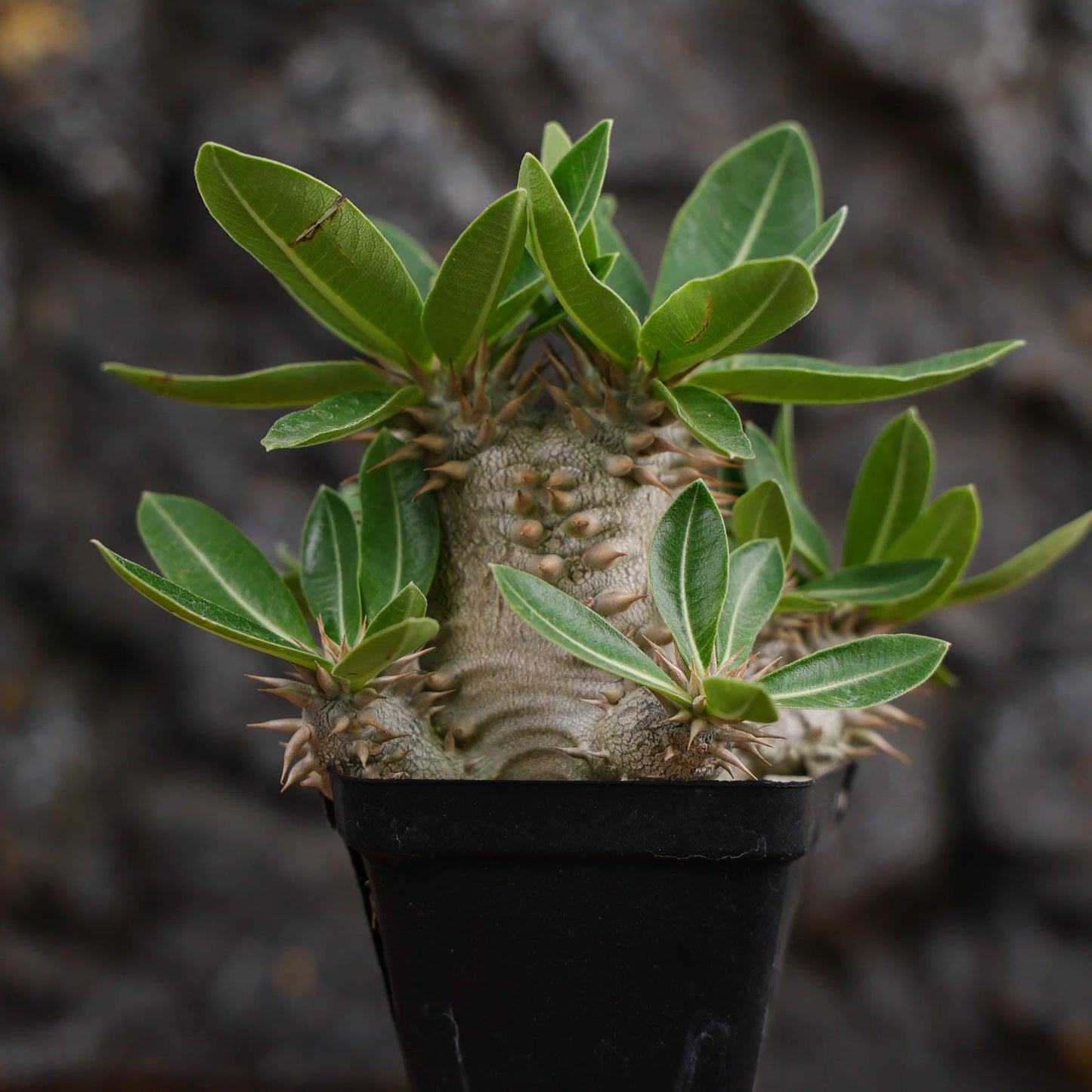 Pachypodium densiflorum