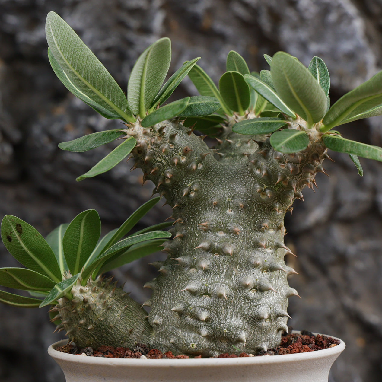 Pachypodium densiflorum