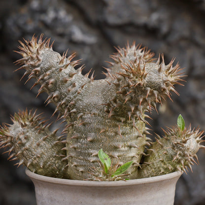 Pachypodium densiflorum