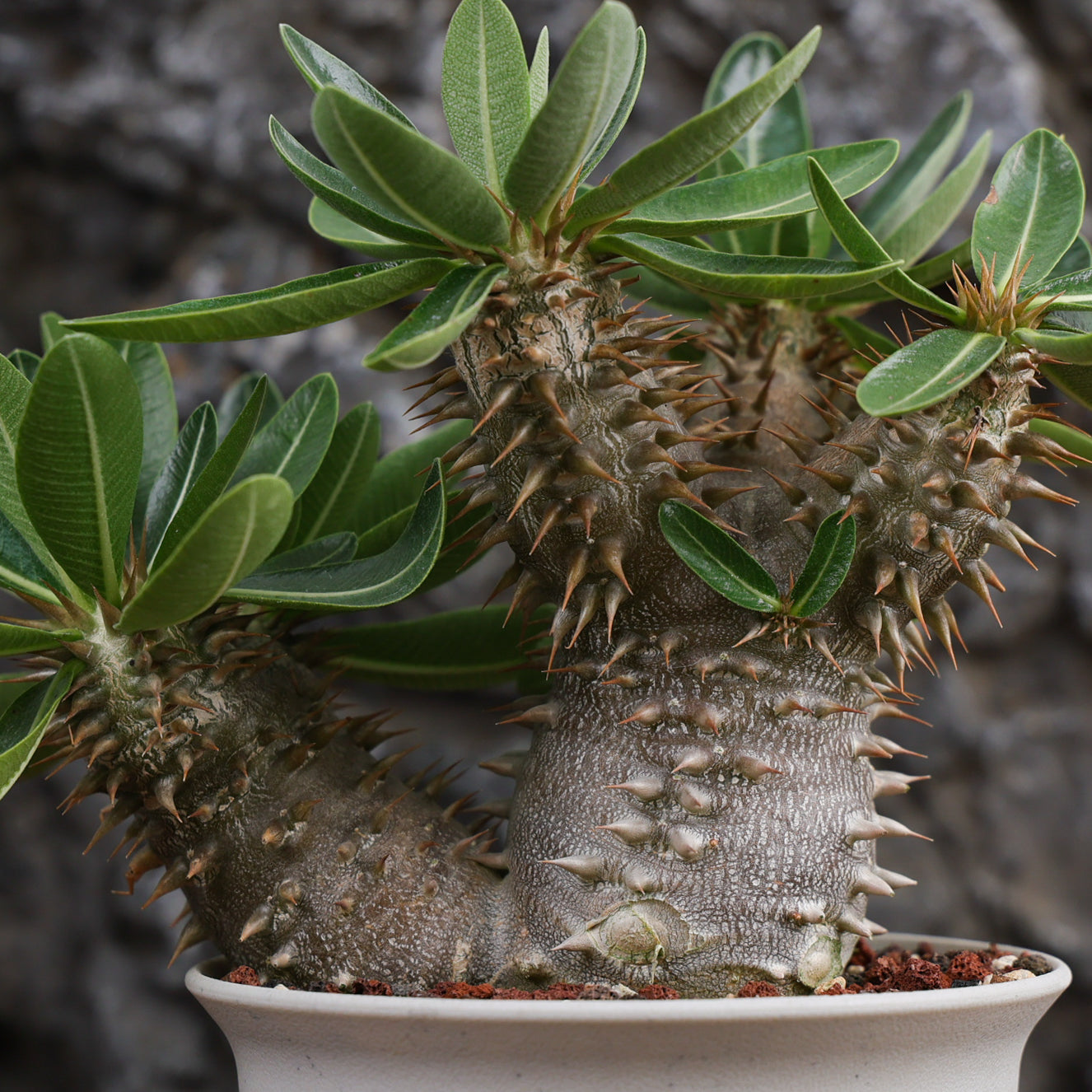 Pachypodium densiflorum