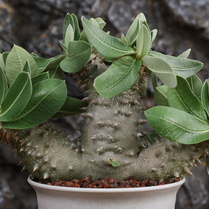 Pachypodium densiflorum