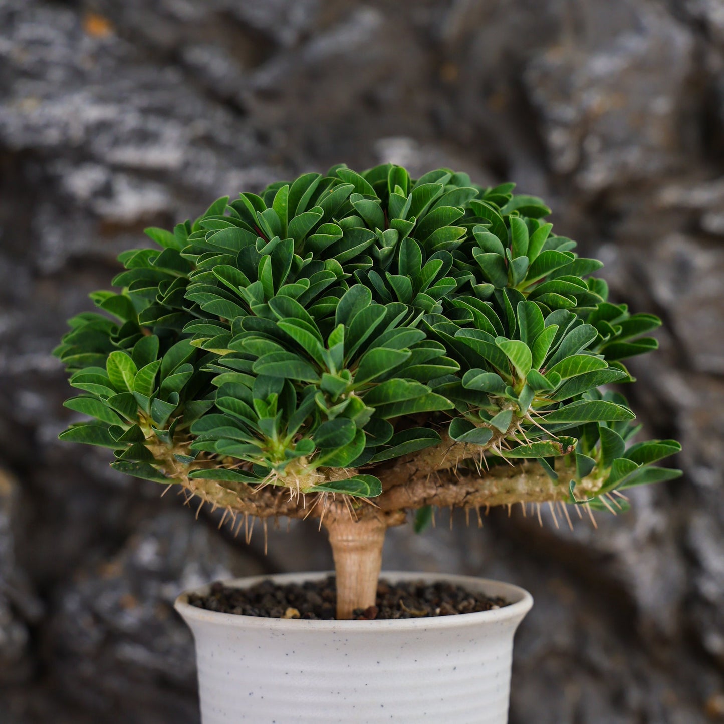 Euphorbia guillauminiana