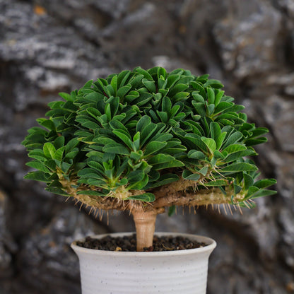 Euphorbia guillauminiana