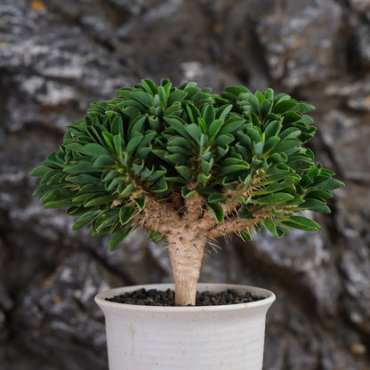 Euphorbia guillauminiana