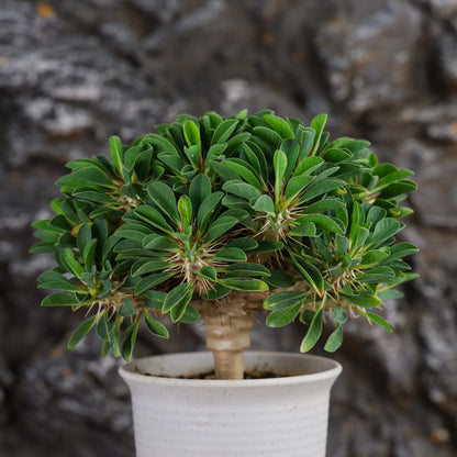 Euphorbia guillauminiana