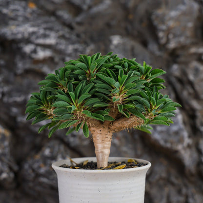 Euphorbia guillauminiana