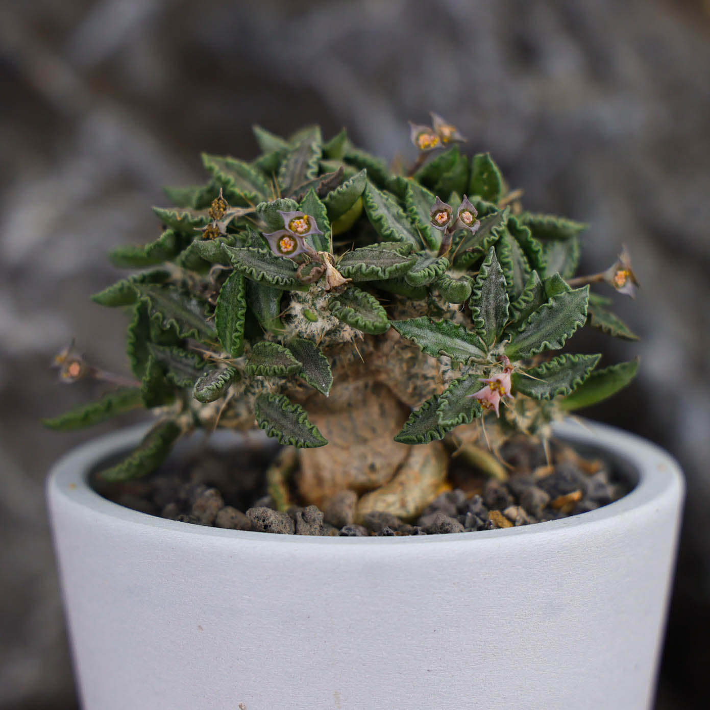 Euphorbia tulearensis