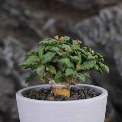 Euphorbia tulearensis