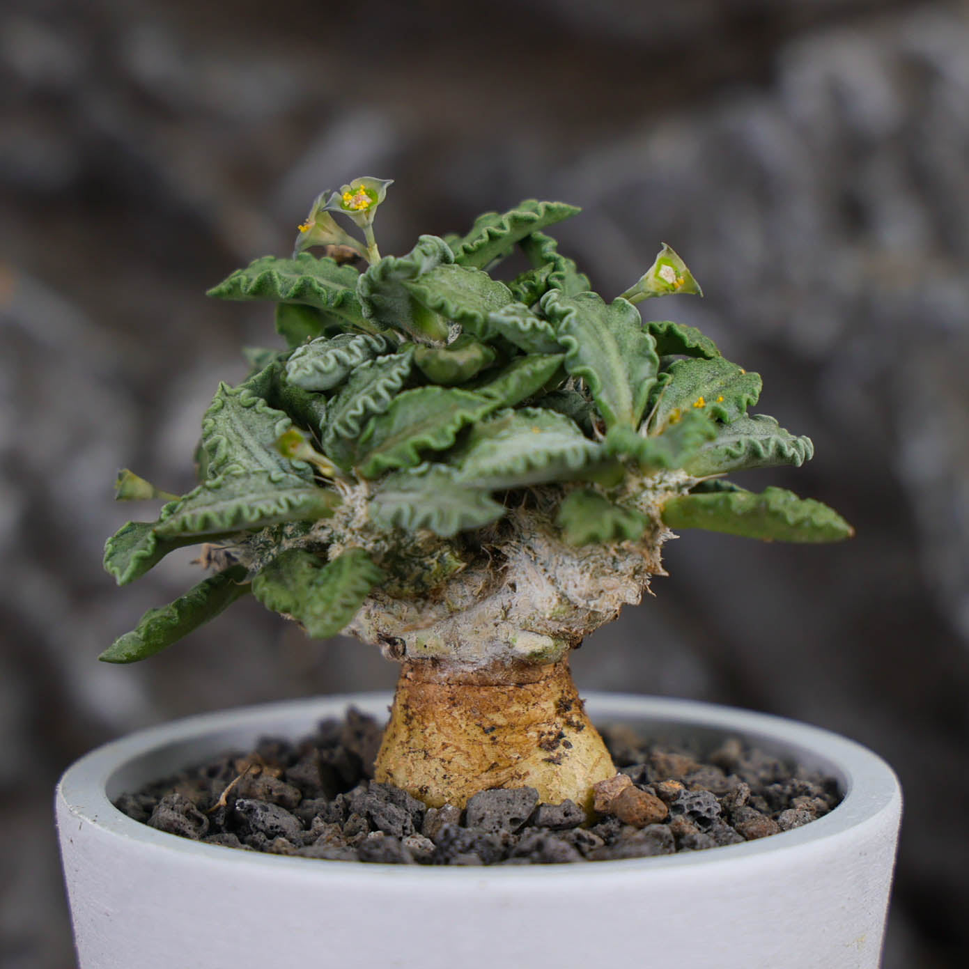 Euphorbia tulearensis