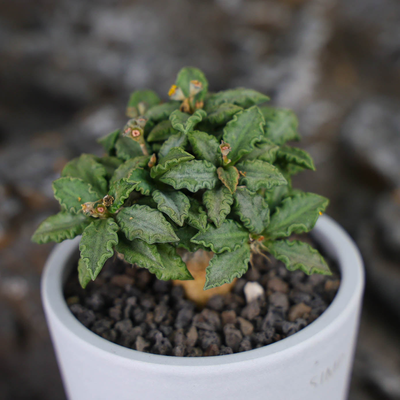 Euphorbia tulearensis