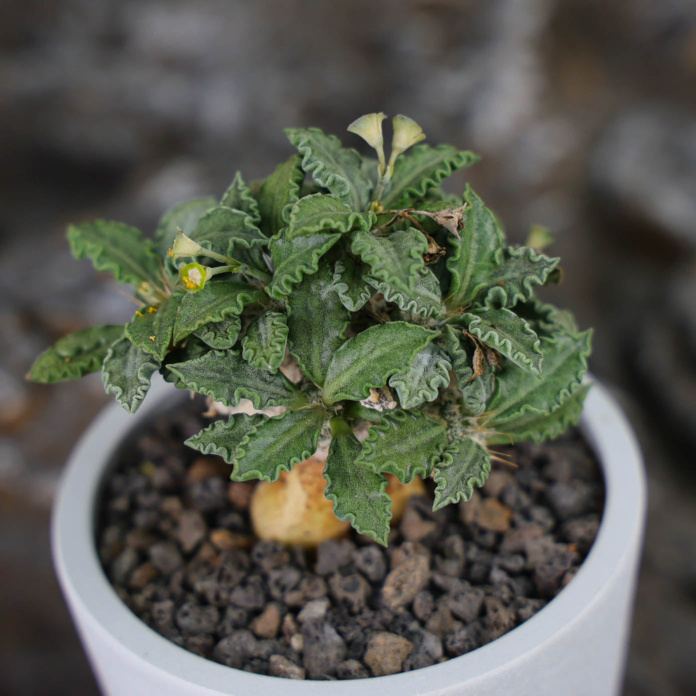 Euphorbia tulearensis