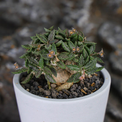 Euphorbia tulearensis