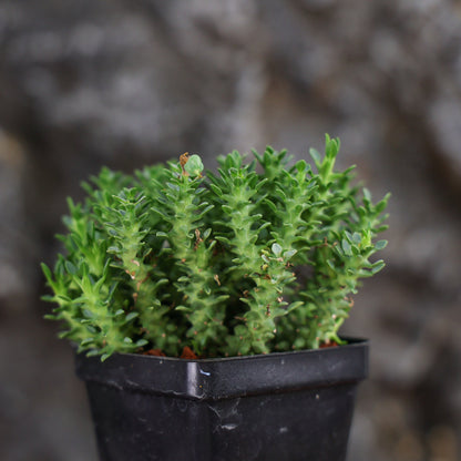 Euphorbia planiceps