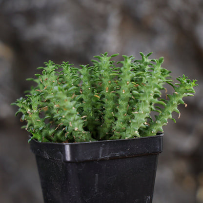 Euphorbia planiceps