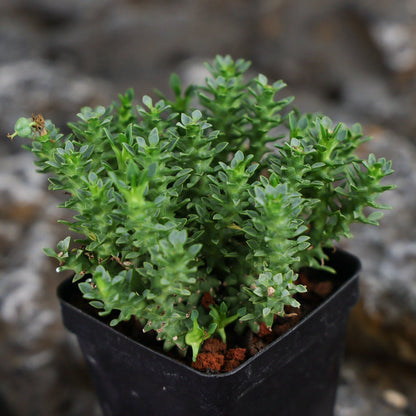 Euphorbia planiceps