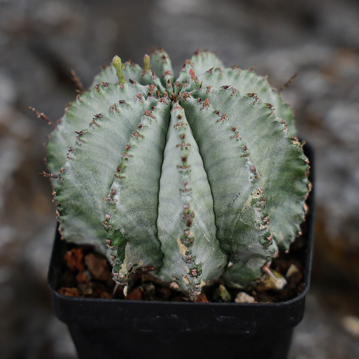 Euphorbia horrida / Euphorbia polygona