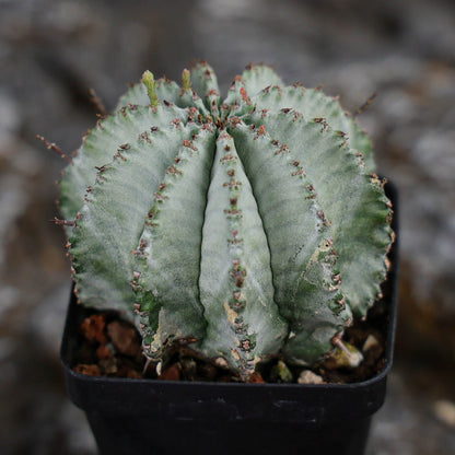 Euphorbia horrida / Euphorbia polygona