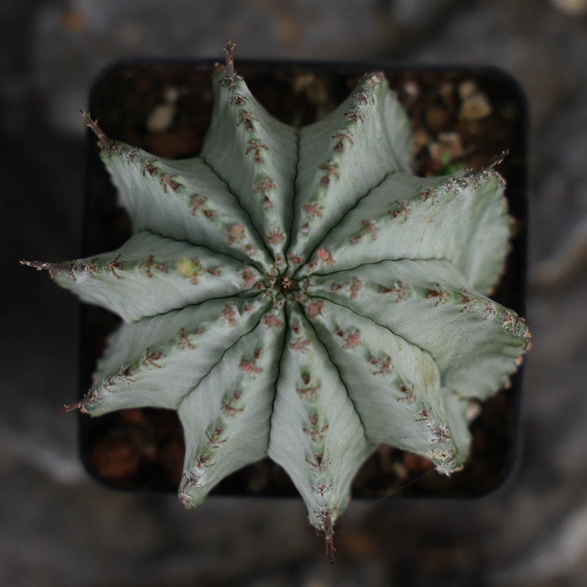 Euphorbia horrida / Euphorbia polygona