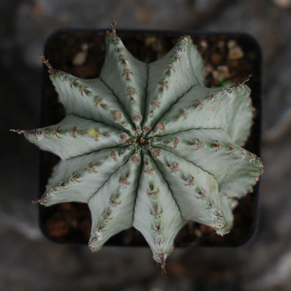 Euphorbia horrida / Euphorbia polygona