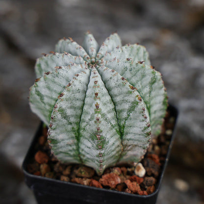 Euphorbia horrida / Euphorbia polygona