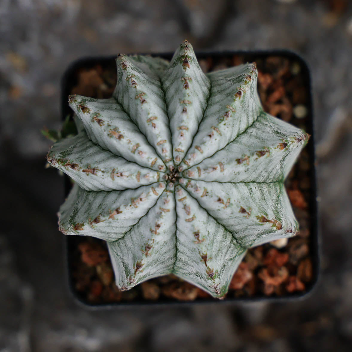 Euphorbia horrida / Euphorbia polygona