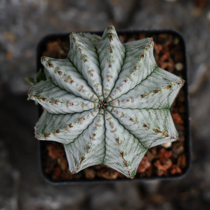 Euphorbia horrida / Euphorbia polygona