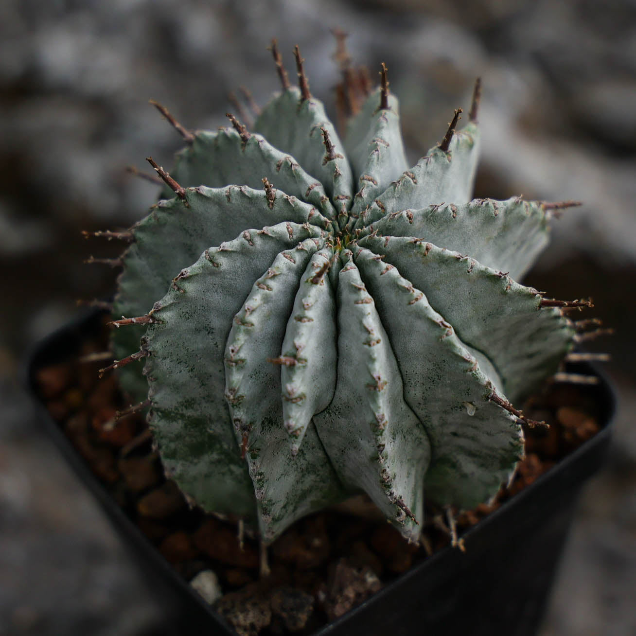 Euphorbia horrida / Euphorbia polygona