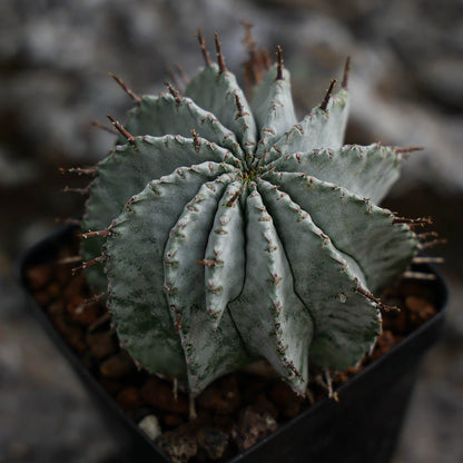 Euphorbia horrida / Euphorbia polygona