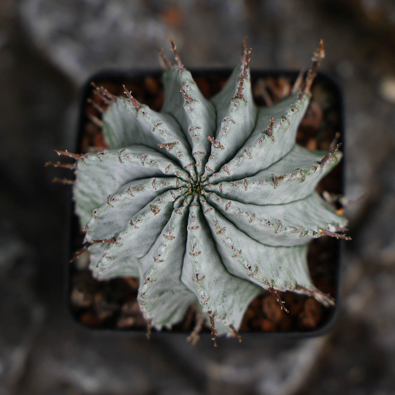 Euphorbia horrida / Euphorbia polygona