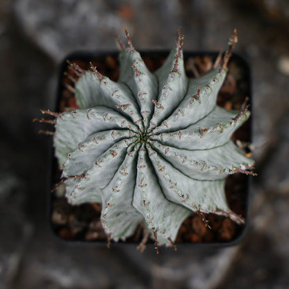 Euphorbia horrida / Euphorbia polygona