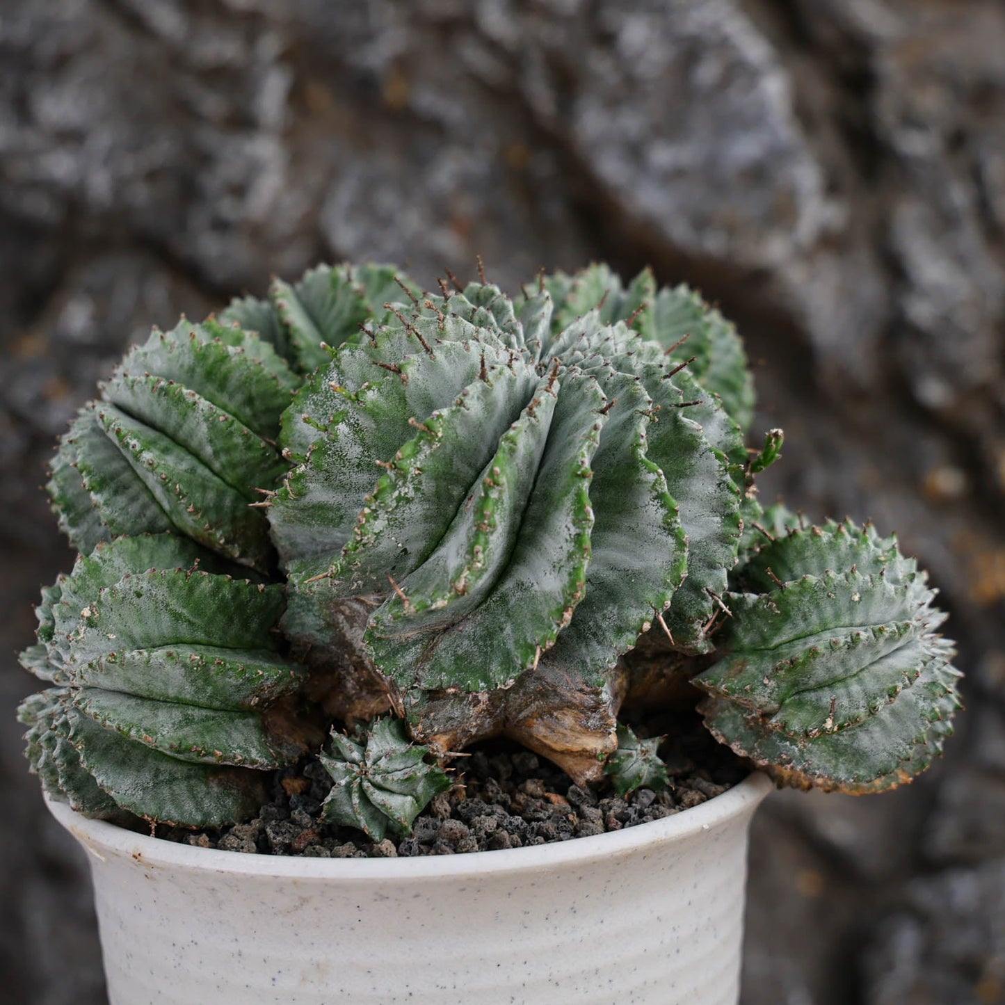 Euphorbia horrida / Euphorbia polygona