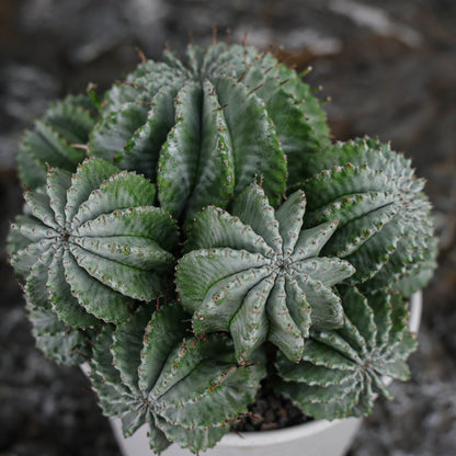 Euphorbia horrida / Euphorbia polygona