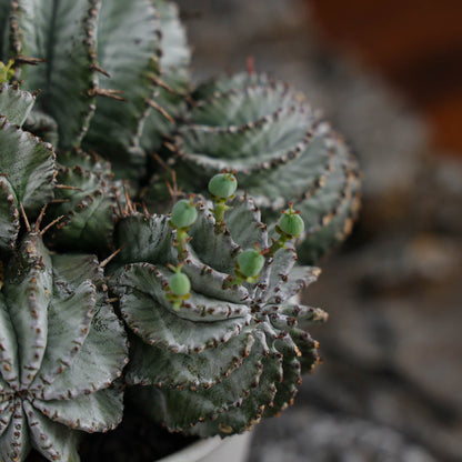 Euphorbia horrida / Euphorbia polygona