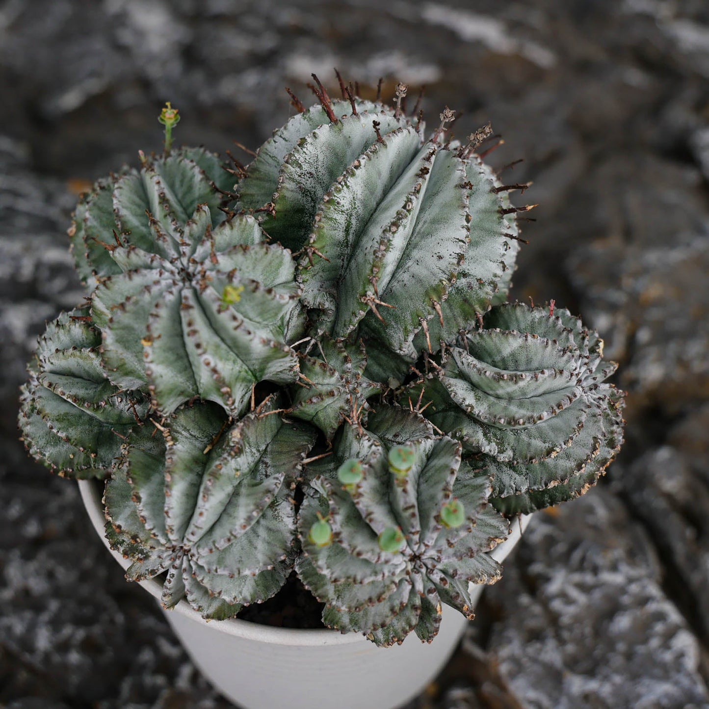 Euphorbia horrida / Euphorbia polygona